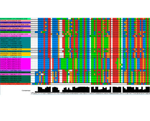 DNAnbio. Biomonitorización de aguas de ríos basada en nuevas herramientas genómicas (metasecuenciación)